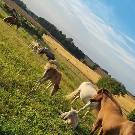 Gaestehuset Pa Agerholm 아파트 *